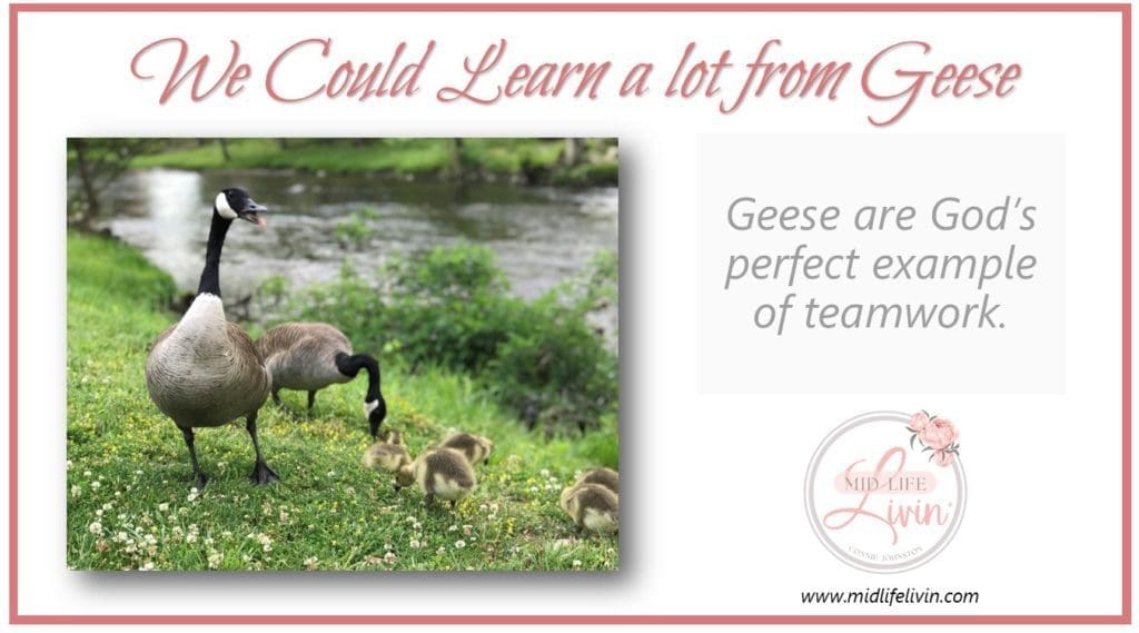 We could learn a lot from geese.