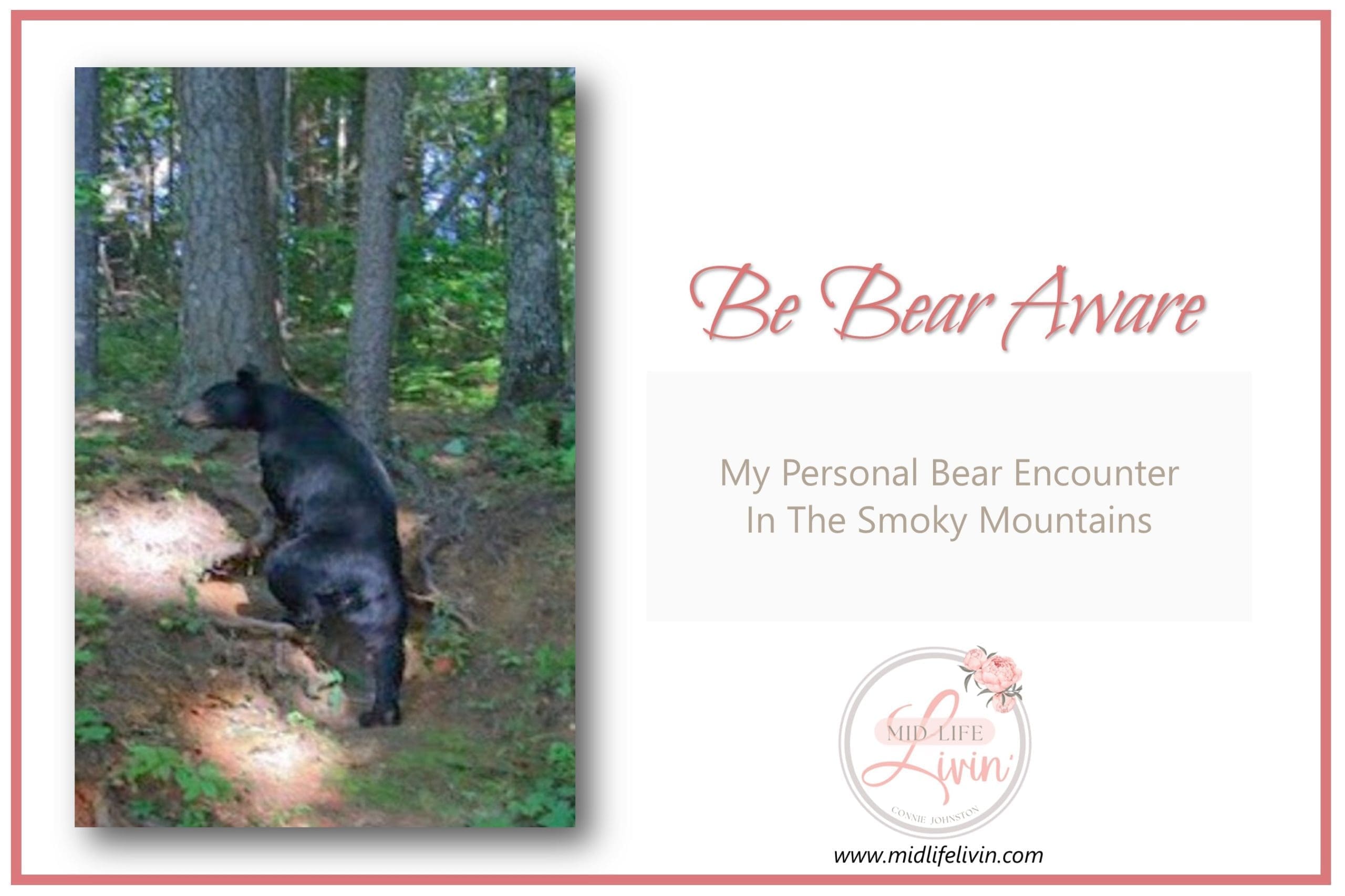 Be Bear Aware! My Personal Bear Encounter In The Smoky Mountains